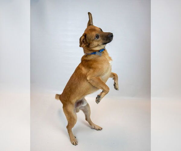 Medium Photo #5 Mutt Puppy For Sale in Kennesaw, GA, USA