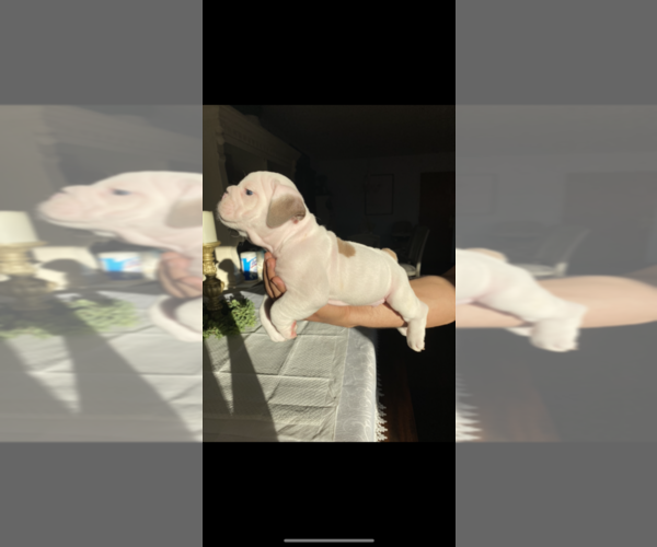 Medium Photo #6 English Bulldog Puppy For Sale in ATWATER, CA, USA