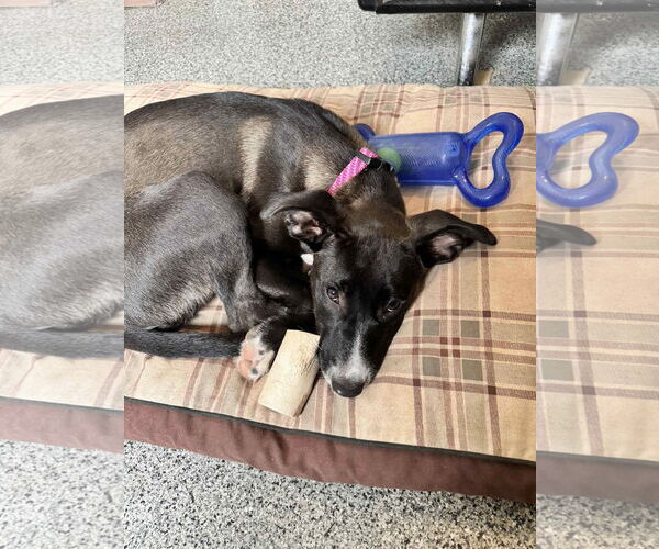 Medium Photo #3 Border Collie-Unknown Mix Puppy For Sale in Duluth, MN, USA