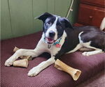 Small #10 Border Collie Mix