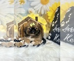 Small #1 Pekingese