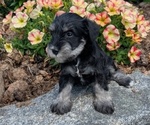 Puppy Mason Schnauzer (Miniature)