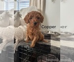 Puppy Copper Goldendoodle (Miniature)