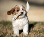 Puppy 1 Cavachon-Poodle (Miniature) Mix