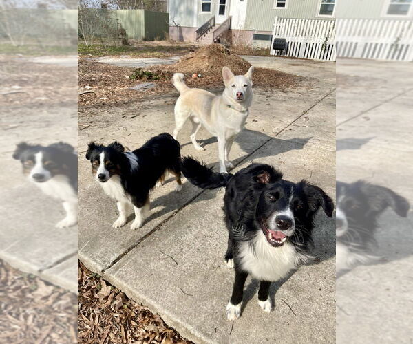 Medium Photo #4 Border Collie Puppy For Sale in Candler, NC, USA