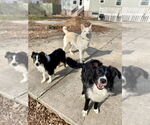Small #3 Border Collie