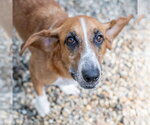 Small #1 Basset Hound Mix
