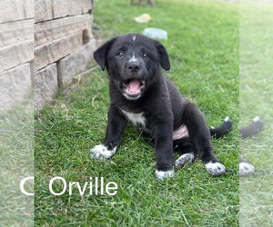 Great Pyrenees-Unknown Mix Dogs for adoption in Tabernash, CO, USA