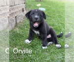 Small Great Pyrenees Mix