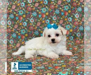 Maltese Puppy for sale in WINNSBORO, LA, USA