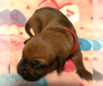 Small #6 Rhodesian Ridgeback