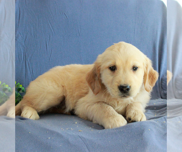 Medium Photo #1 Golden Retriever Puppy For Sale in GORDONVILLE, PA, USA