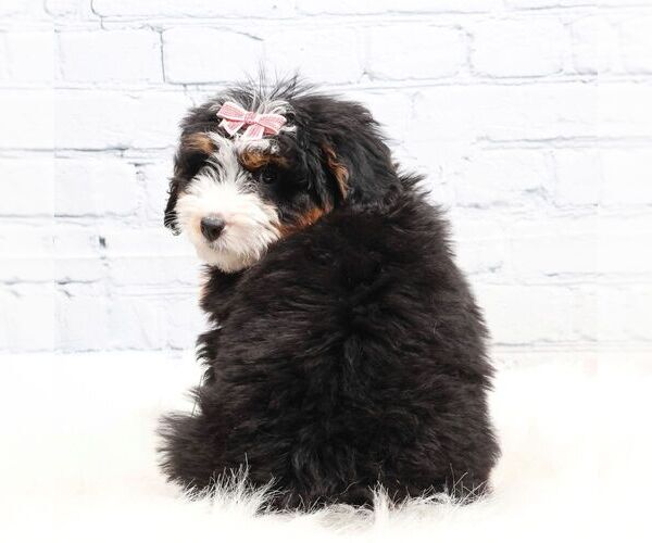 Medium Photo #3 Bernedoodle (Miniature) Puppy For Sale in LIVINGSTON, WI, USA