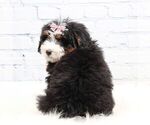 Small #2 Bernedoodle (Miniature)