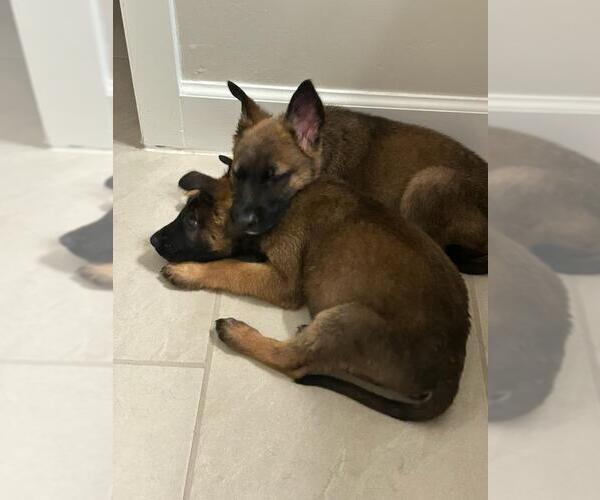 Medium Photo #4 Mutt Puppy For Sale in Imlay City, MI, USA