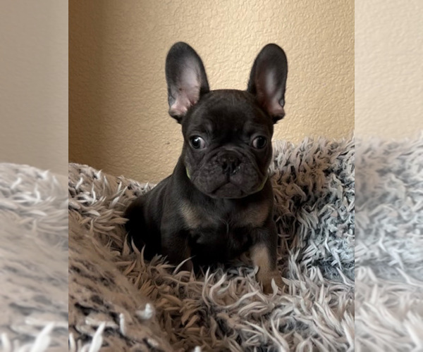Medium Photo #9 French Bulldog Puppy For Sale in BRENTWOOD, CA, USA