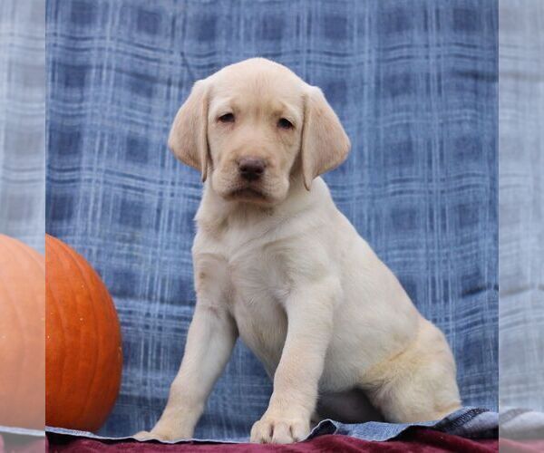 Medium Photo #2 Labrador Retriever Puppy For Sale in ELLIOTTSBURG, PA, USA