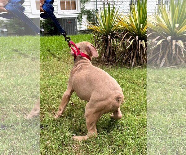 Medium Photo #1 American Pit Bull Terrier-Bulldog Mix Puppy For Sale in Dallas, TX, USA