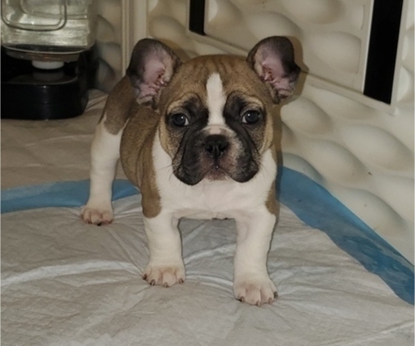 Medium Photo #3 French Bulldog Puppy For Sale in TRACY, CA, USA