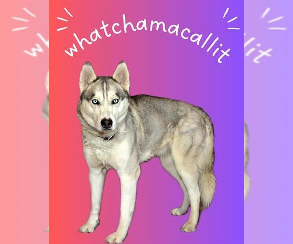 Medium Photo #1 Siberian Husky Puppy For Sale in West Valley, UT, USA