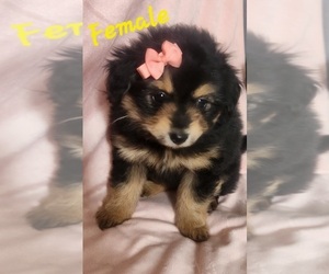 Pom-A-Poo Puppy for sale in OTTAWA, OH, USA