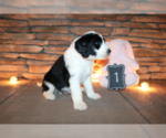 Small Photo #13 Sheepadoodle Puppy For Sale in STANLEY, VA, USA