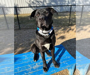 Labrador Retriever-Unknown Mix Dogs for adoption in Evansville, IN, USA
