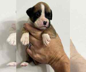 Boxer Puppy for sale in LAURENS, SC, USA