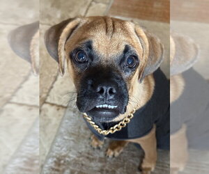 Forrest II - Male Boxer Dog for Adoption - Photo #3