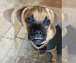 Small Photo #3 Boxer Puppy For Sale in Austin, TX, USA