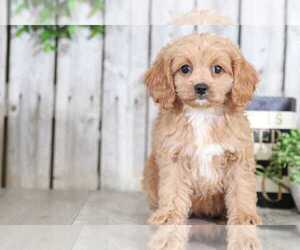 Cock-A-Poo Puppy for sale in MOUNT VERNON, OH, USA