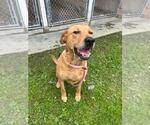 Small #2 Labrador Retriever Mix