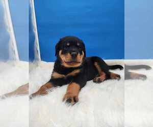 Rottweiler Puppy for sale in MINNEAPOLIS, MN, USA