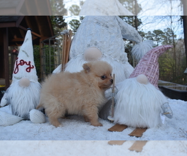 Medium Photo #11 Pomeranian Puppy For Sale in DINWIDDIE, VA, USA