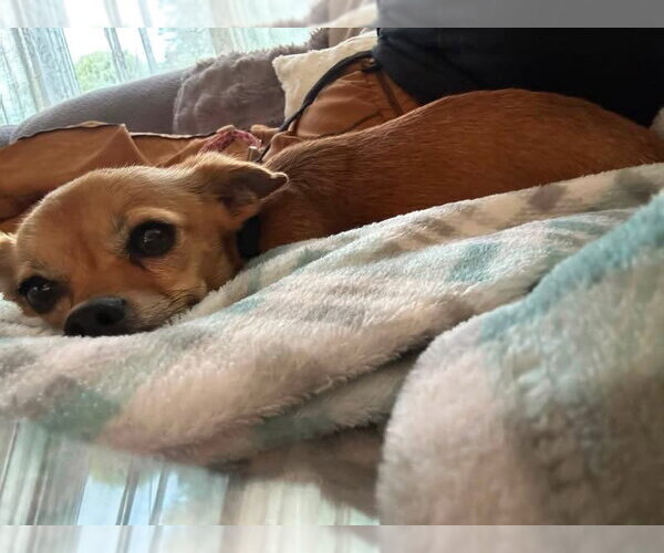 Medium Photo #6 Chihuahua-Unknown Mix Puppy For Sale in Woodbury, NY, USA