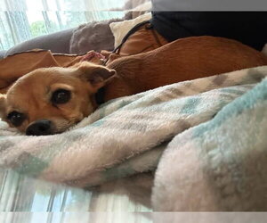 CHER - Female Chihuahua-Unknown Mix Dog for Adoption - Photo #6