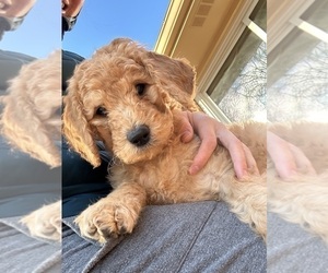 Poodle (Standard) Puppy for Sale in CLEVELAND, Tennessee USA