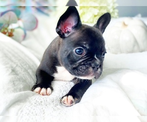 French Bulldog Puppy for sale in CORONA, CA, USA