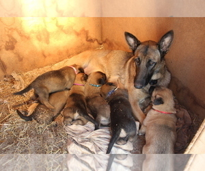 Belgian Malinois Puppy for sale in CLEVELAND, GA, USA