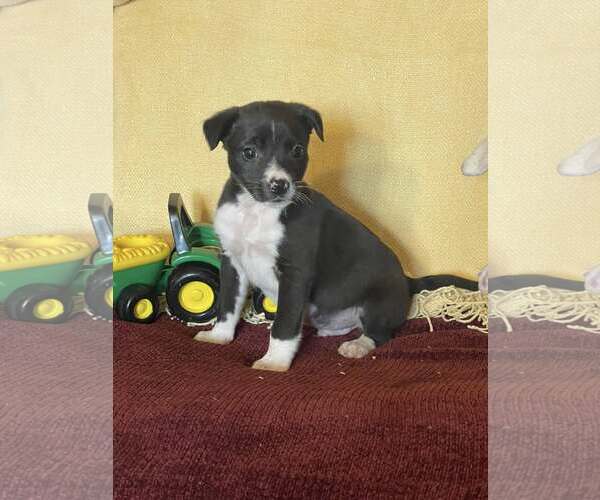 Medium Photo #1 Mutt Puppy For Sale in HOPKINSVILLE/PRINCETON, KY, NH, USA