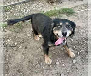 Australian Shepherd Dogs for adoption in Stckton, CA, USA