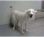 Small Alaskan Malamute Mix