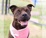 Small #1 American Staffordshire Terrier Mix
