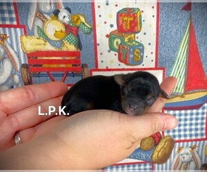 Yorkshire Terrier Puppy for Sale in WINNSBORO, Louisiana USA