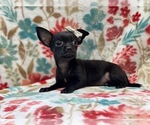 Small Photo #11 Chihuahua Puppy For Sale in LAKELAND, FL, USA