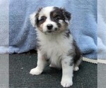Small Photo #1 Australian Shepherd Puppy For Sale in MILLERSTOWN, PA, USA