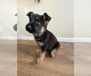 German Shepherd Dog Puppy for Sale in BROOKSVILLE, Florida USA
