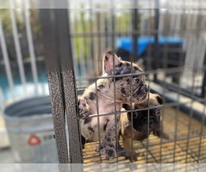 French Bulldog Puppy for sale in MORENO VALLEY, CA, USA