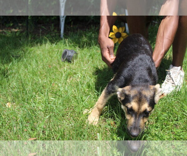 Medium Photo #2 German Shepherd Dog-Unknown Mix Puppy For Sale in Holly Hill, SC, USA
