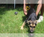 Small #1 German Shepherd Dog Mix